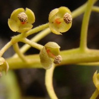 Nepenthes distillatoria L.